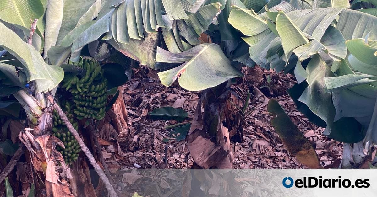 Plataneros canarios resisten: el pueblo trabajador contra la explotación